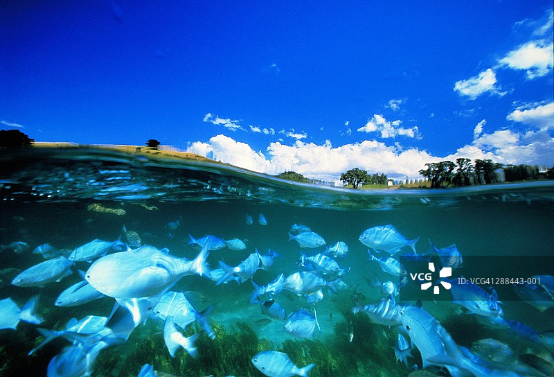 新西兰山羊岛海域的蓝色毛毛鱼图片素材
