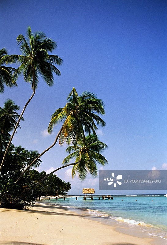 多巴哥，信鸽岬海滩上的木制码头图片素材