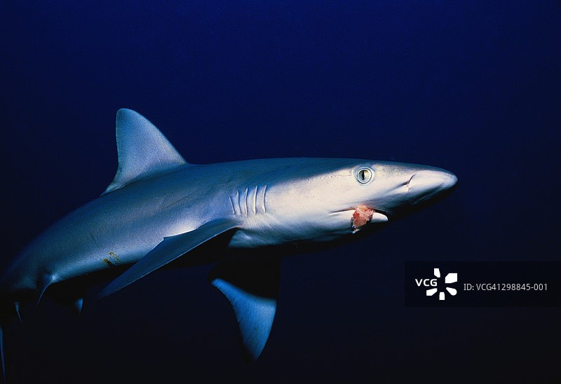 加拉帕戈斯鲨鱼侧视图图片素材