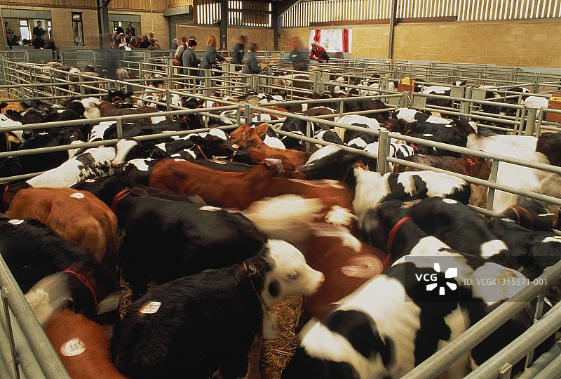 室内市场中圈养的小牛，长曝光图片素材