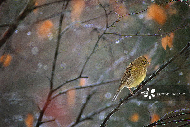 栖息在雨中冬季树枝上的黄雀雌鸟图片素材