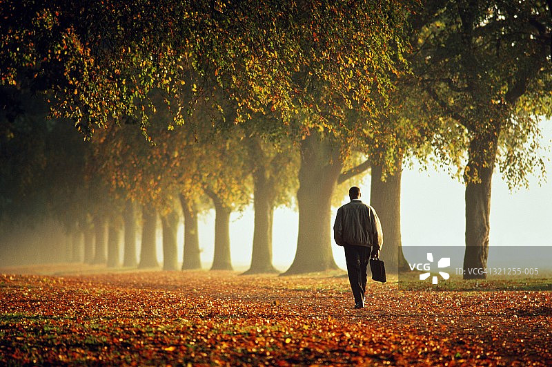 男人提着公文包走在秋天的树木大道上图片素材