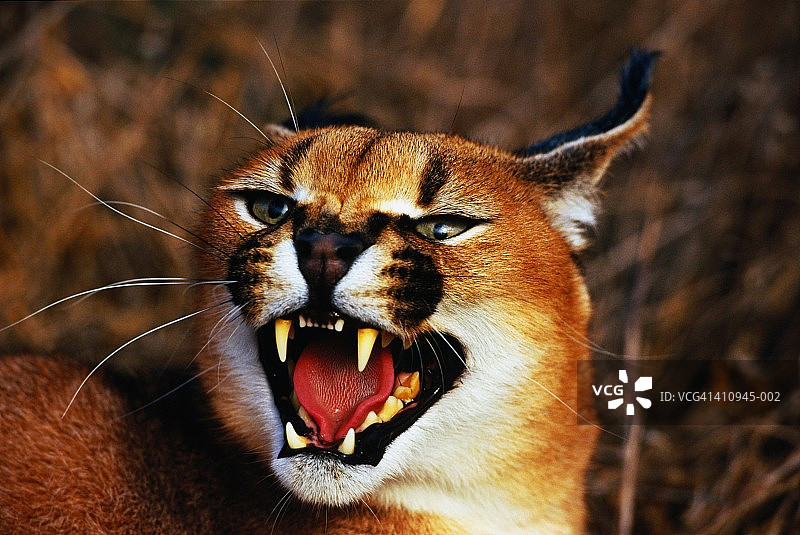 狞猫头部特写图片素材