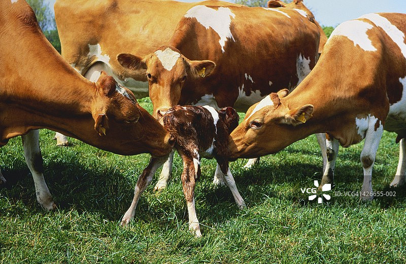 根西岛乳牛扶着新生小牛图片素材