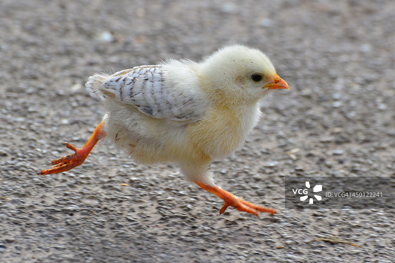 奔跑的小鸡图片素材
