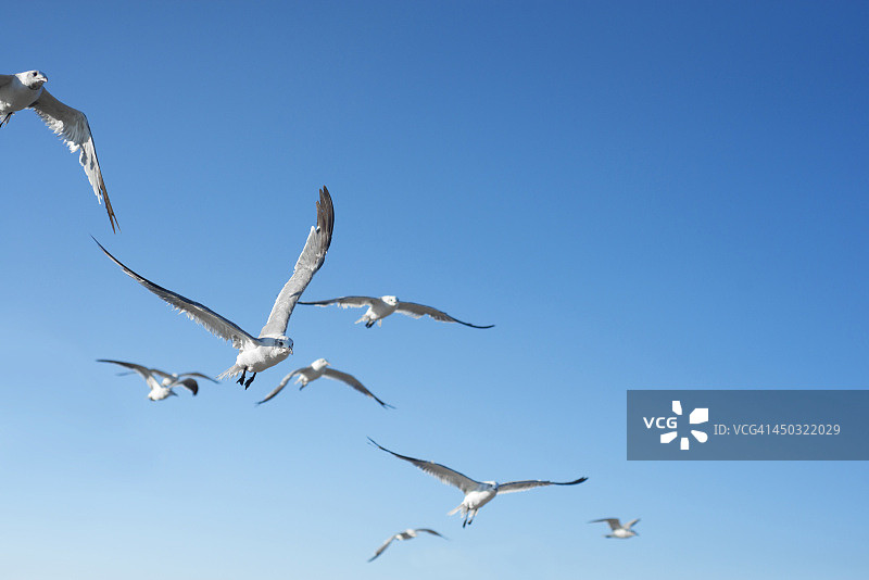 海鸥在飞图片素材