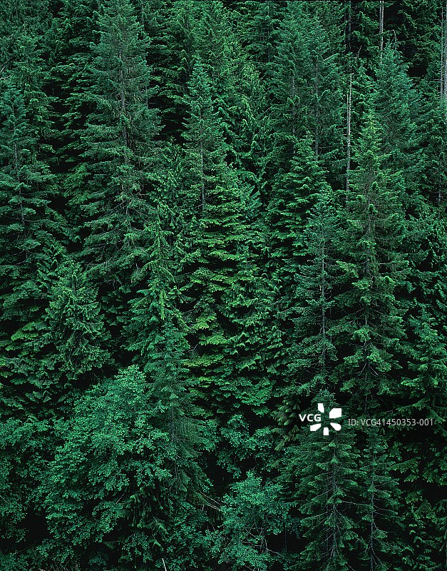 美国华盛顿州喀斯喀特国家公园的原始森林图片素材