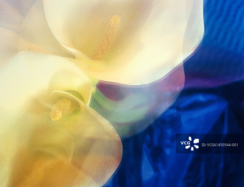 马蹄莲特写（抽象多重曝光，蓝色背景）图片素材