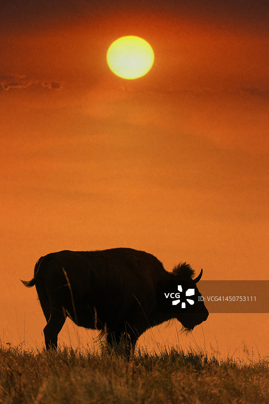 夕阳下的美洲野牛图片素材