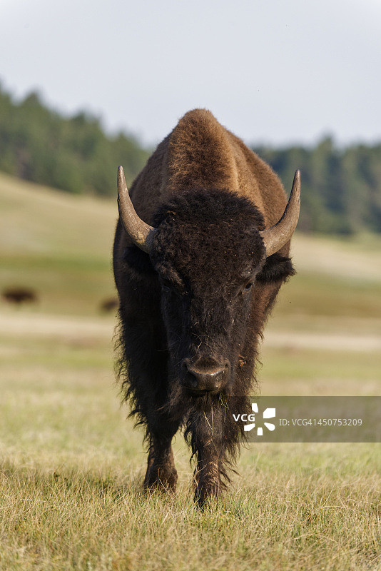 美洲野牛，风洞国家公园图片素材