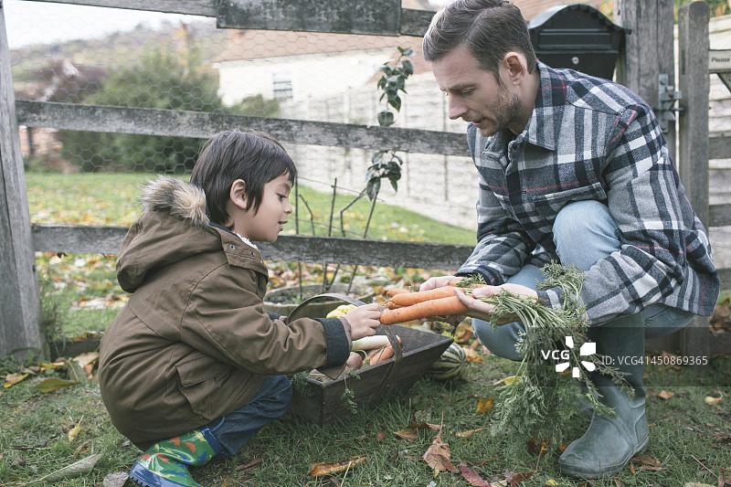 有机蔬菜图片素材
