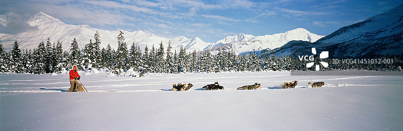 狗拉雪橇：阿拉斯加的女赶狗人和她的队伍图片素材