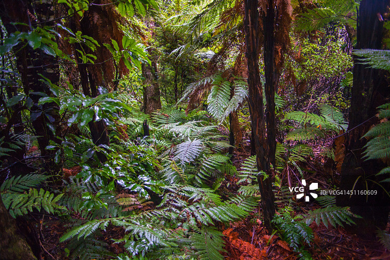 乌瓦岛野生动物保护区图片素材