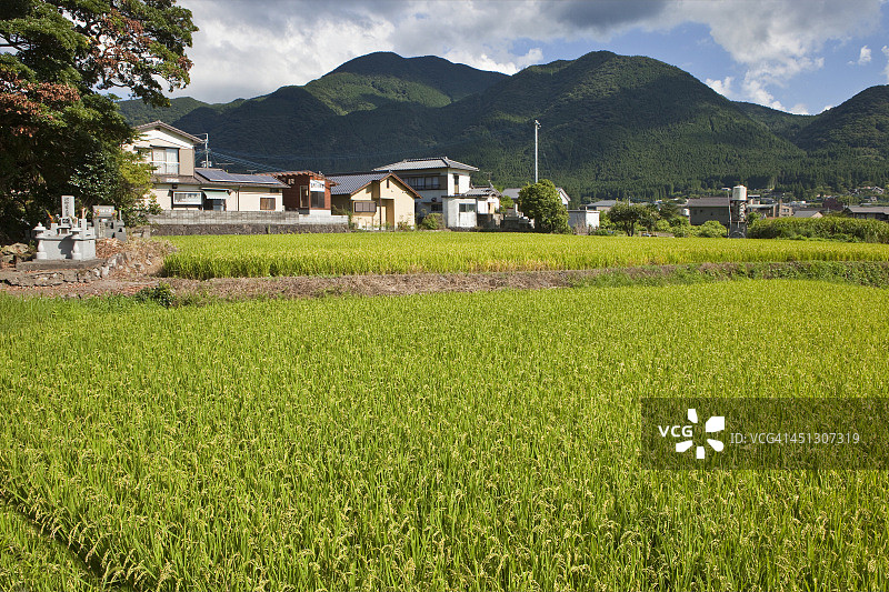 的稻田图片素材