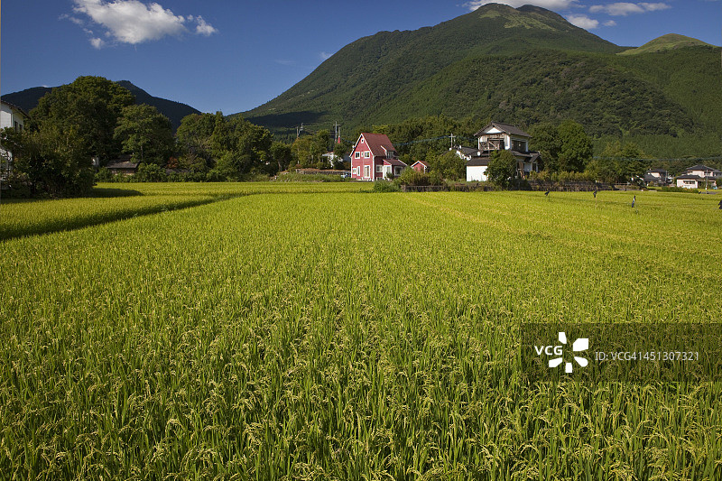 日本的稻田和山脉图片素材