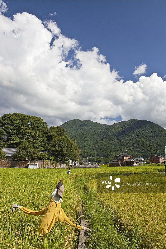 日本稻田风光图片素材
