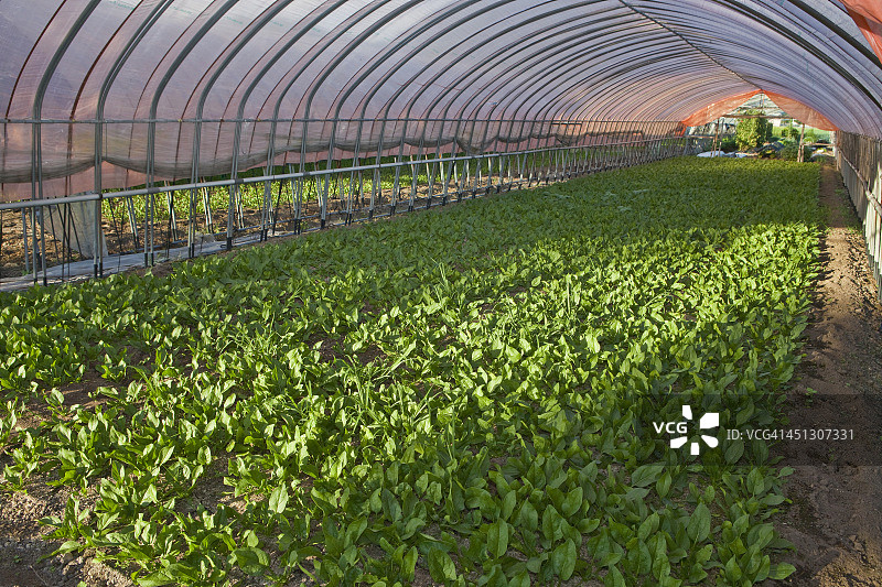 温室里的年轻菠菜图片素材