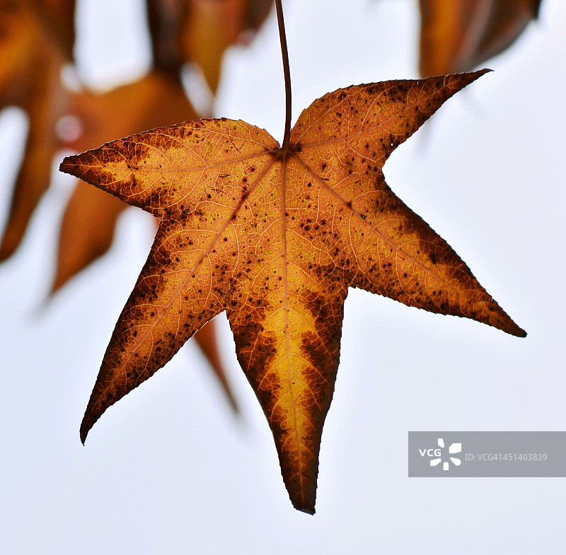 秋天的叶子图片素材