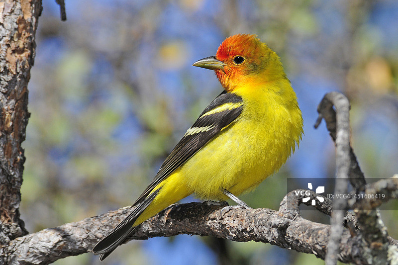 雄性西部黄鹂图片素材