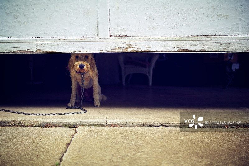 害怕的小狗图片素材