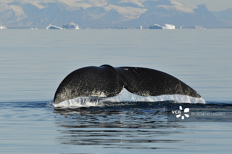 弓头鲸图片素材
