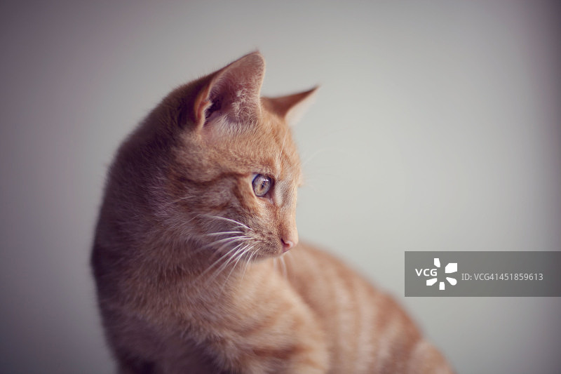 姜黄色猫咪的侧面轮廓图片素材