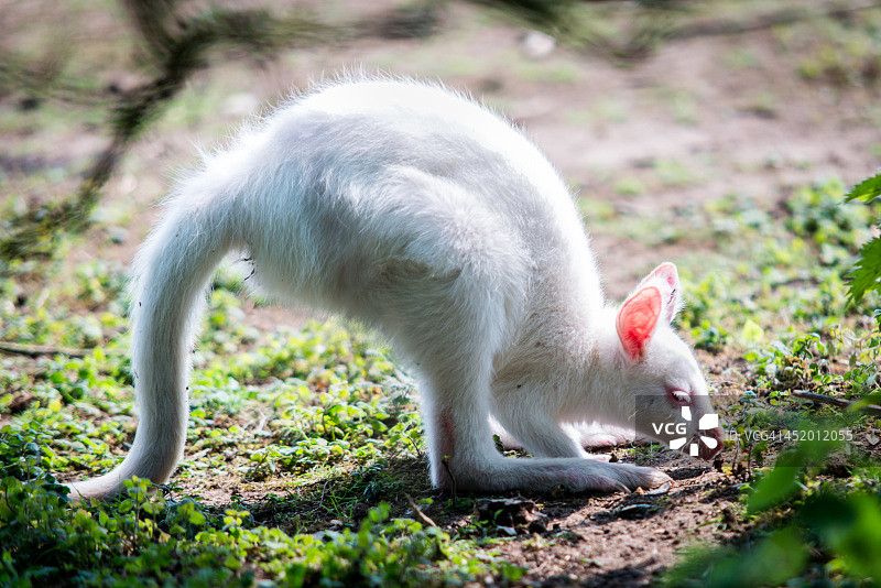 白化病红颈小袋鼠图片素材