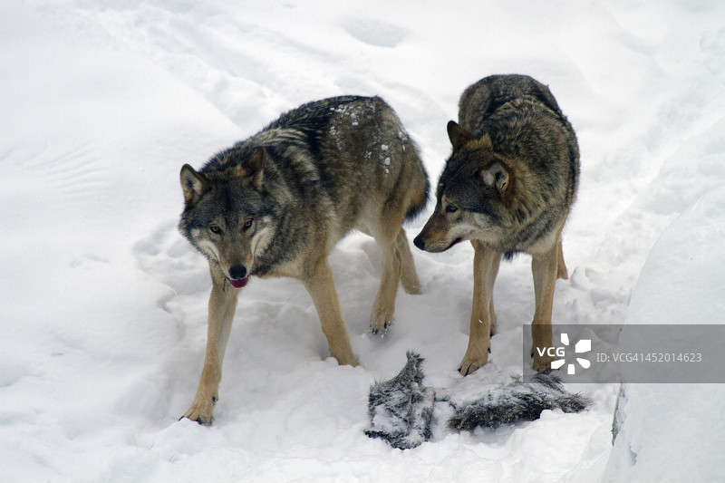 欧洲灰狼图片素材