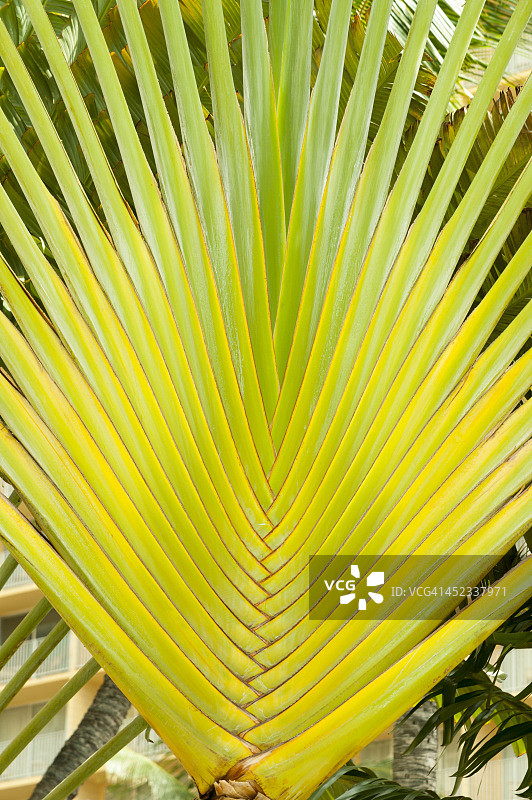 扇形棕榈树图片素材