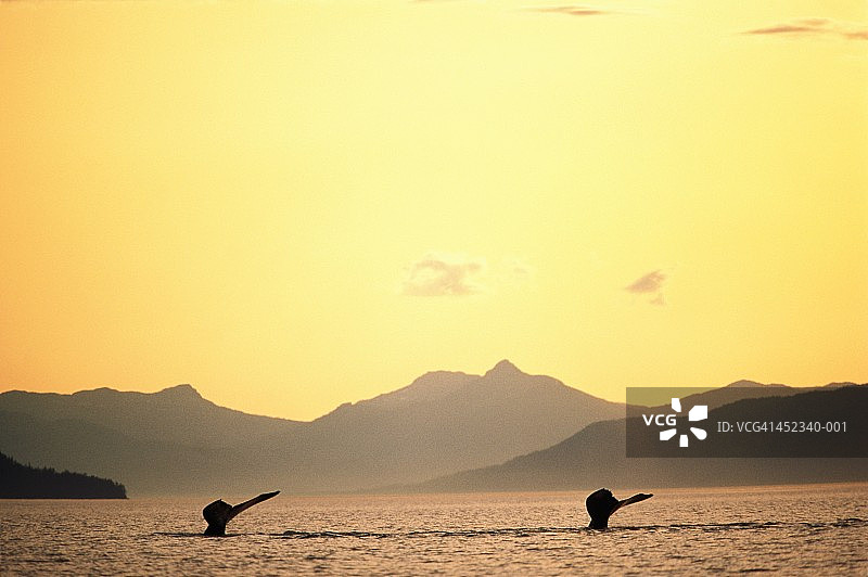 座头鲸尾巴在海面，美国阿拉斯加州图片素材