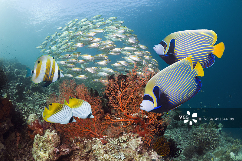 珊瑚礁风光图片素材