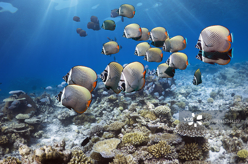 珊瑚礁风光图片素材