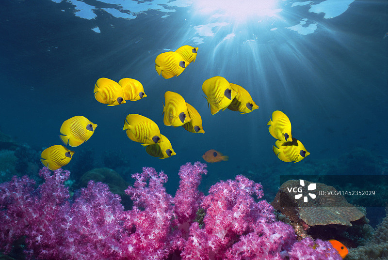 热带珊瑚礁景色图片素材