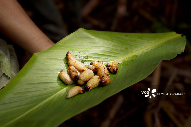 西米虫图片素材