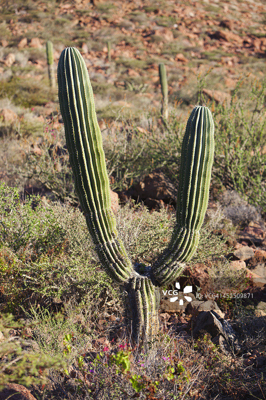 巨型卡冬柱仙人掌图片素材
