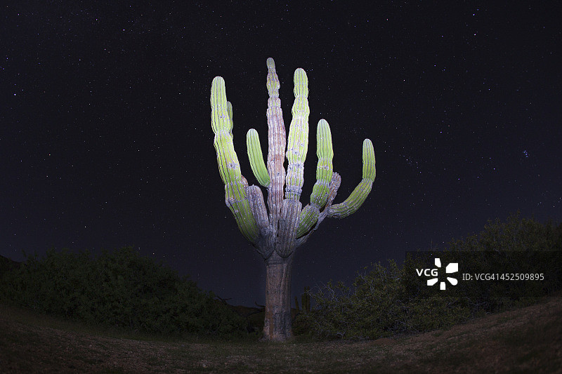 巨型卡多纳仙人掌和星星图片素材