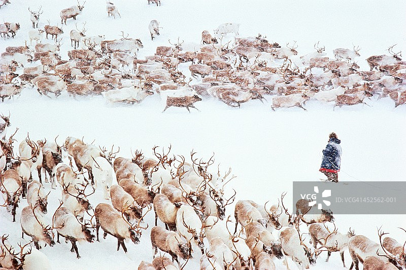 俄罗斯西伯利亚楚科奇雪地驯鹿牧民远景图片素材