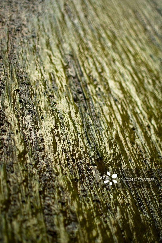 沿着水坝墙壁生长的绿色藻类图片素材