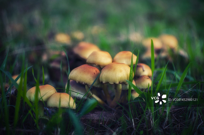 蘑菇图片素材