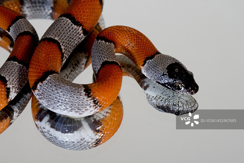 布莱尔王蛇图片素材