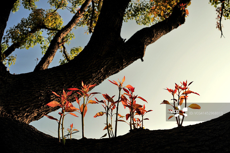 大树上的小树图片素材