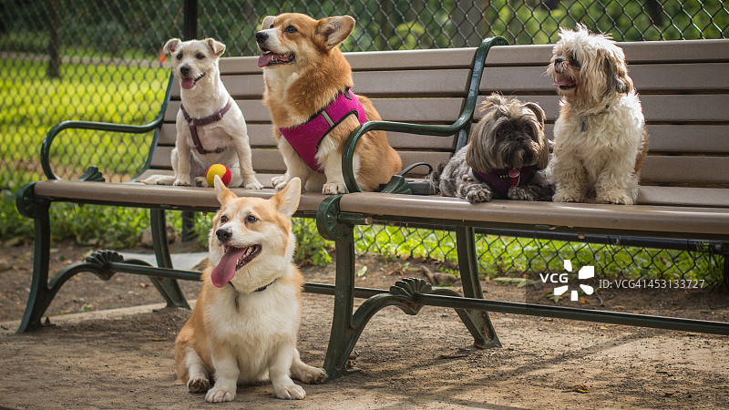 五只快乐的狗坐在公园的长凳上图片素材