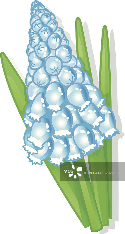 蓝色葡萄风信子春季装饰图片素材