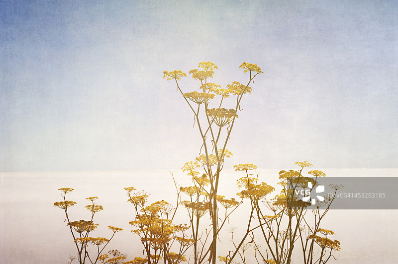 大瑟尔海岸的海雾和野生茴香图片素材