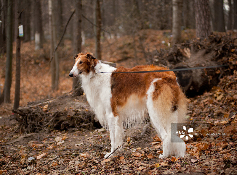 俄罗斯猎狼犬图片素材