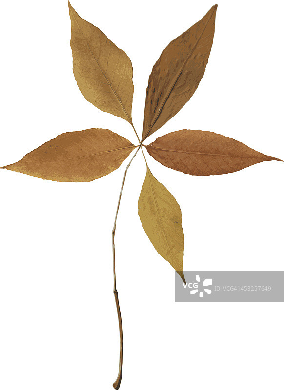 秋叶花卉插画矢量图图片素材