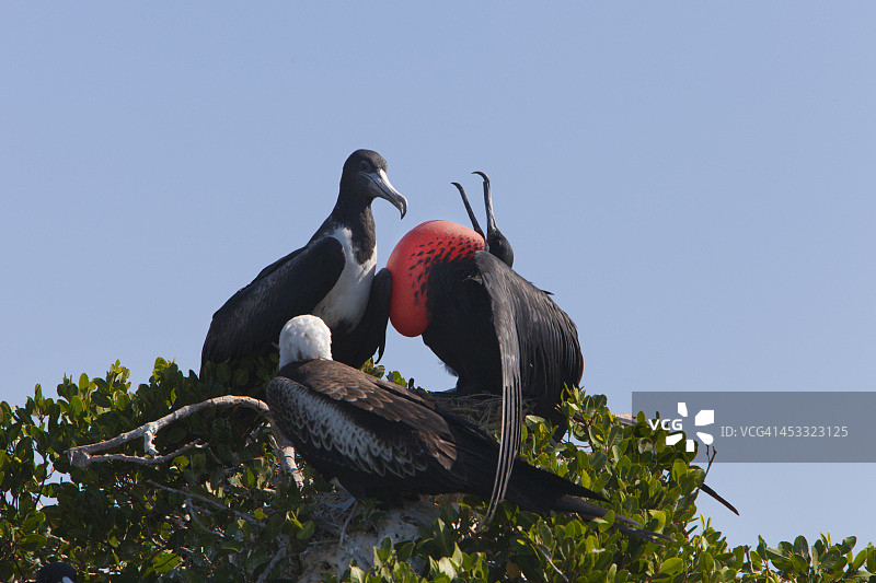 壮丽的军舰鸟群图片素材