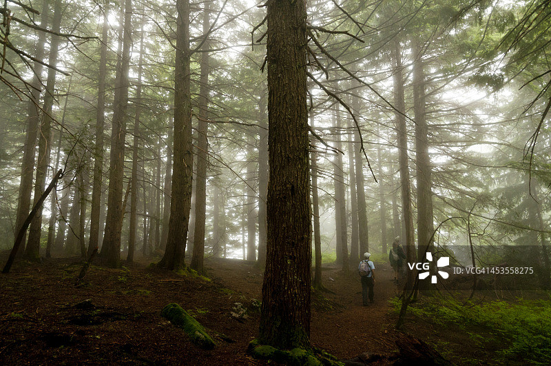 薄雾森林中的徒步者图片素材