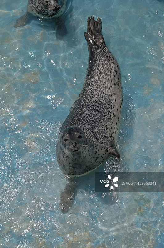 浅水区中的斑海豹图片素材
