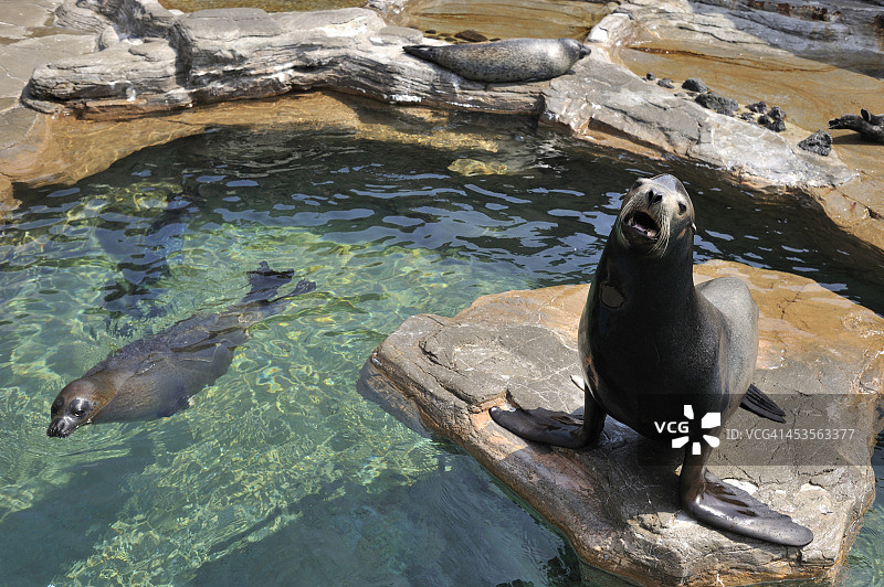 加利福尼亚海狮和斑海豹图片素材